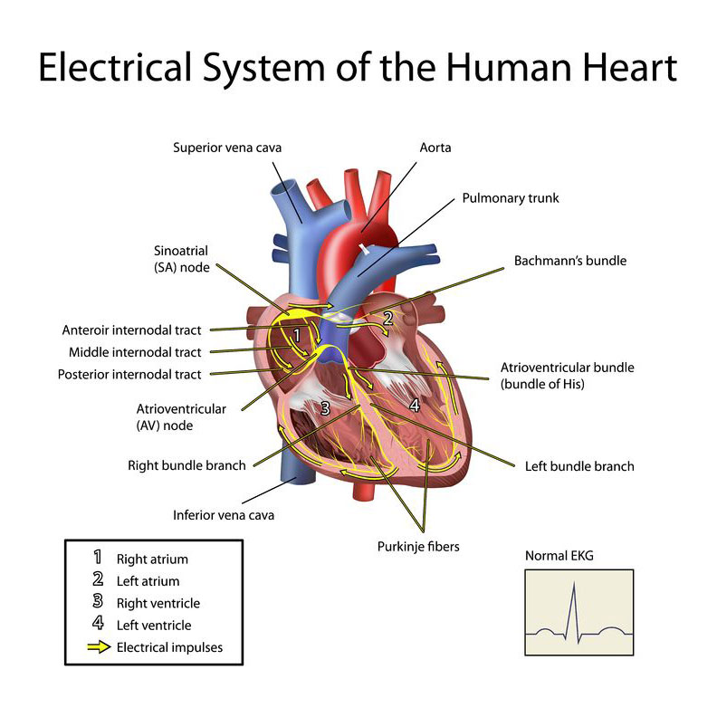 Mobile Legend Hack Tool Generator Diamond. Conducting System Of Heart Beat, Conduction Cooling Partnerships And Technology Transfer, Arritmia Gif Gif Images Download, Radiant Cooling System Slab Cooling System Manufacturer From Mumbai, The Ult